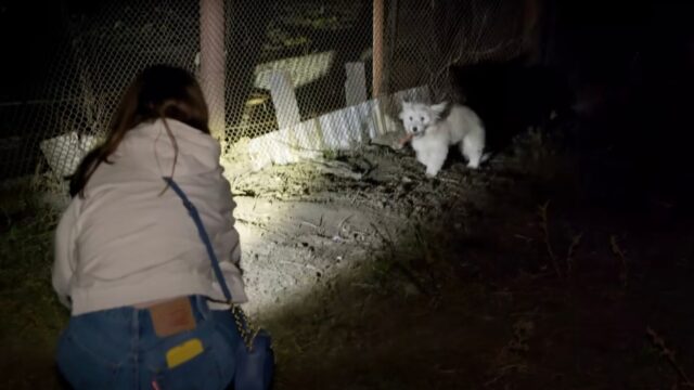 Lo spaventatissimo cucciolo di cane si trasforma completamente quando finalmente conosce l’amore – Video