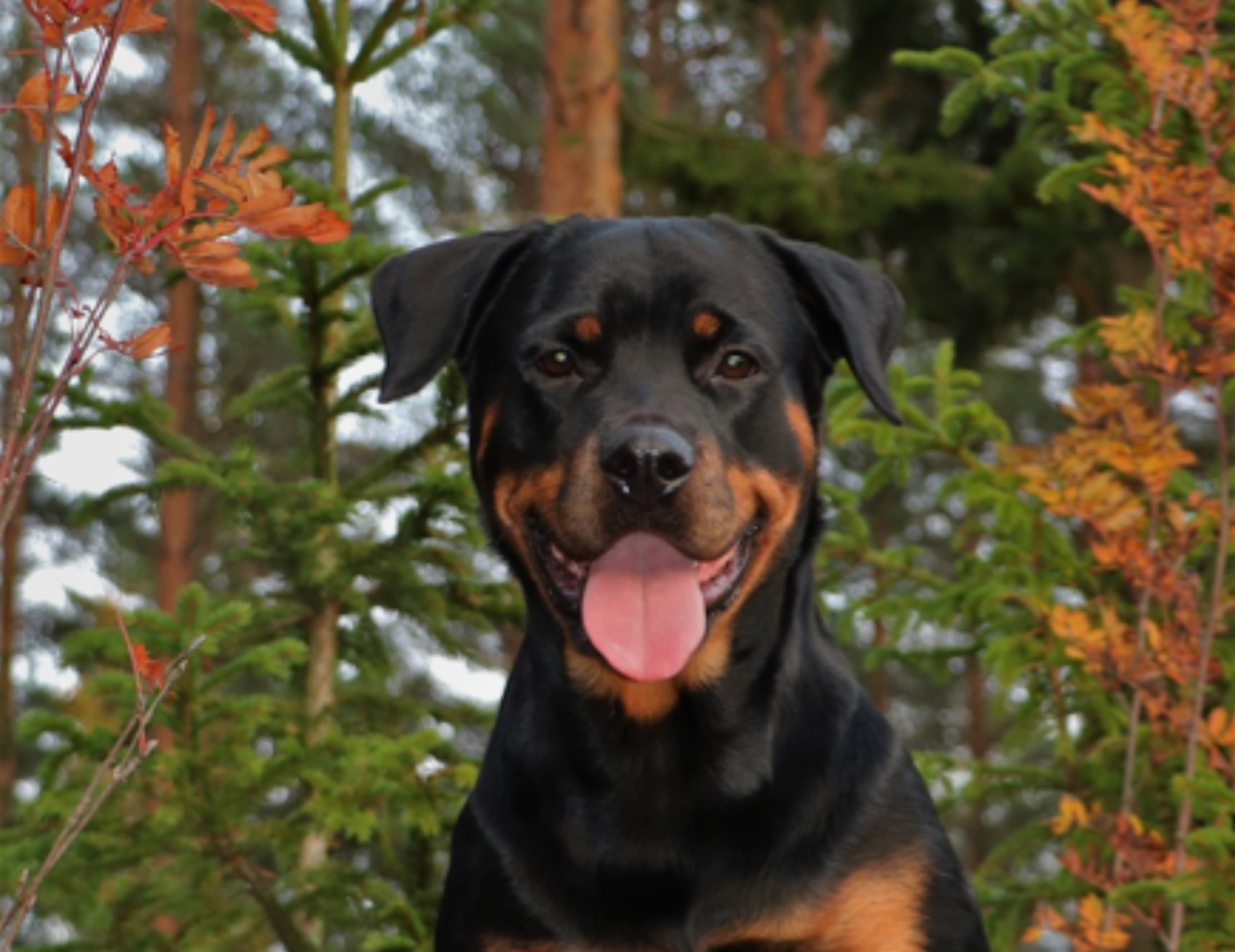 Cane guarda avanti