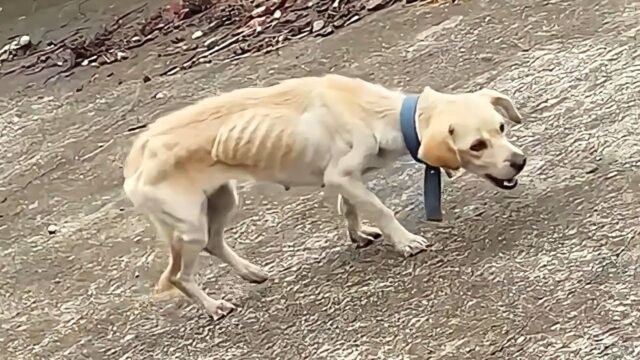Magro e abbandonato a sé stesso, questo cane aveva imparato ad arrangiarsi e a vivere di rifiuti – Video