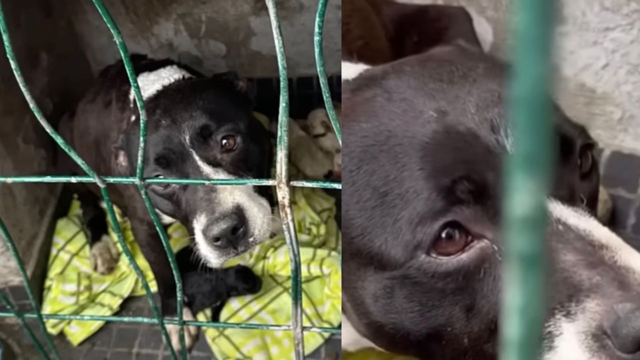 Mamma cane costretta a vivere in una gabbia