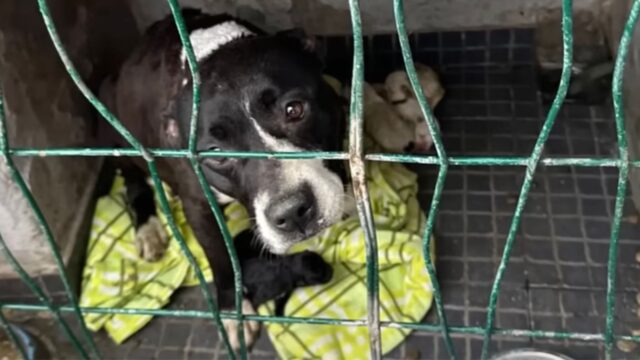 Mamma cane è rimasta tutta la vita chiusa in gabbia: quando sono arrivati i suoi cuccioli voleva solo fuggire – Video