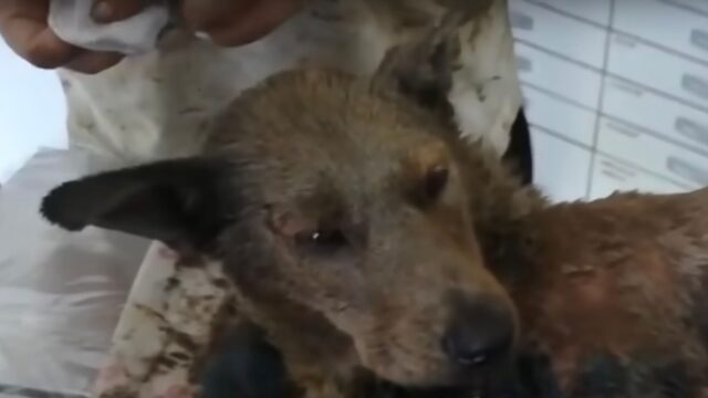 Mamma cane ha fatto di tutto, cercando cibo per i suoi cuccioli affamati fino a quando non si è ritrovata in pericolo – Video
