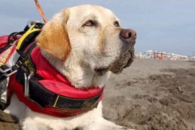 Mira è volata sul Ponte: addio al cane bagnino che ha salvato tanti bambini dalle onde