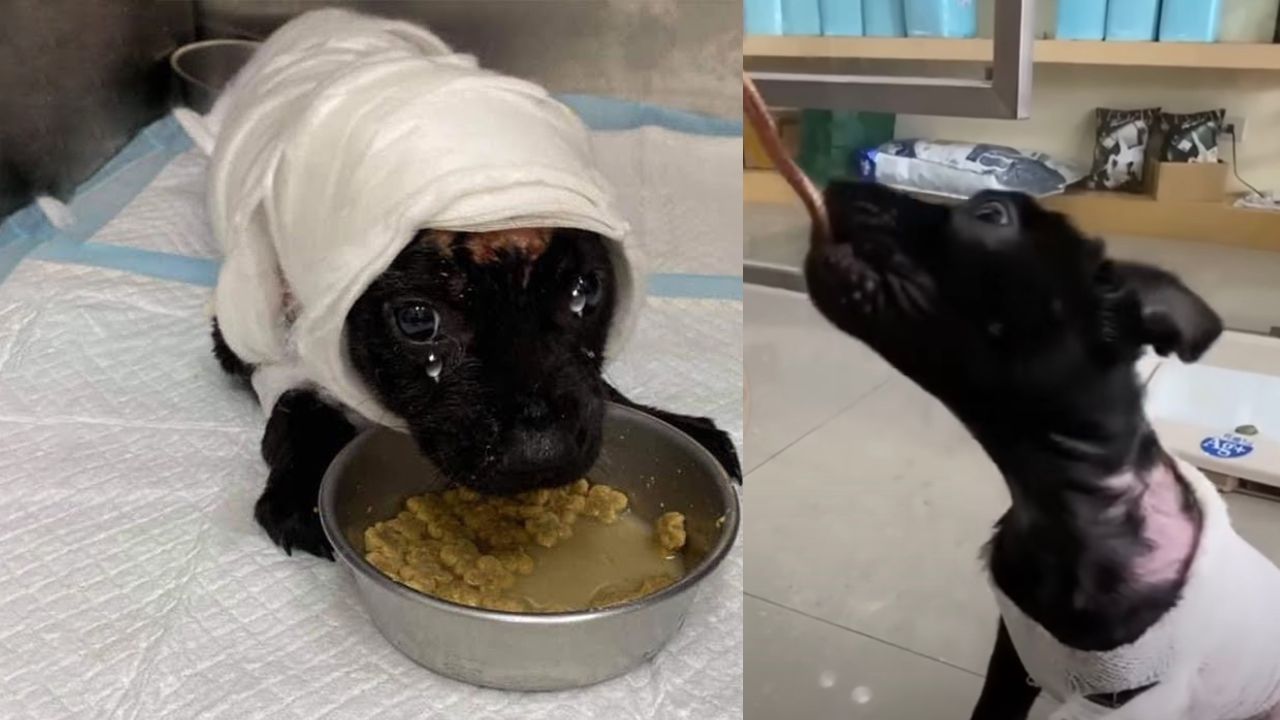 Cucciolo di cane maltrattato dall'uomo