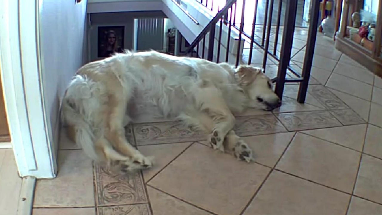 Golden Retriever cade mentre dorme