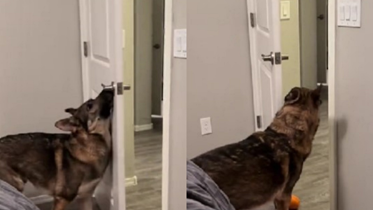 cane addestrato chiude la porta