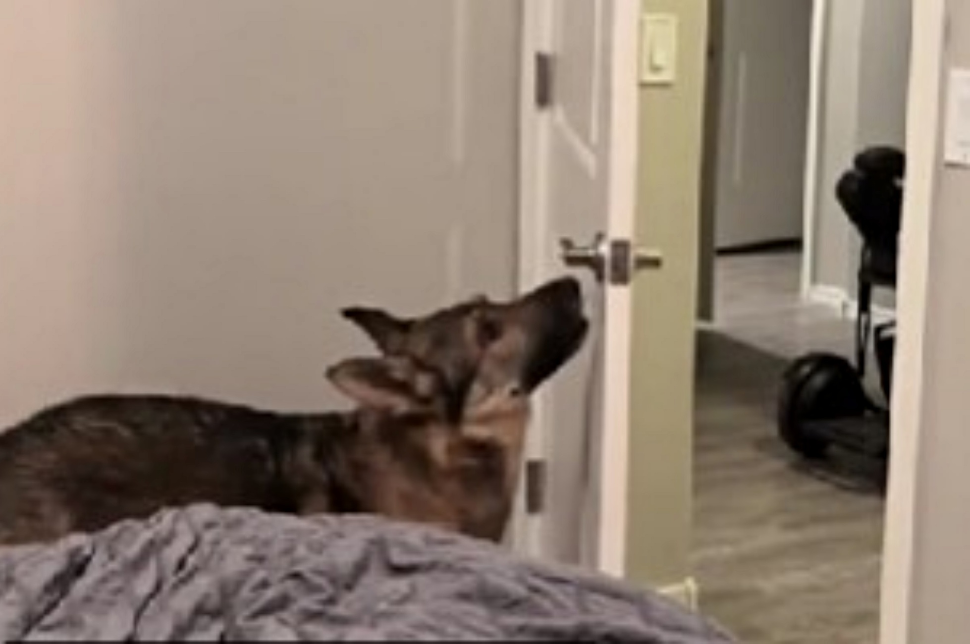 cane addestrato non riesce a chiudere la porta