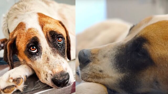 Non riuscivano a credere ai loro occhi guardando la zampa del cane: il tumore l’aveva resa un ammasso informe – Video