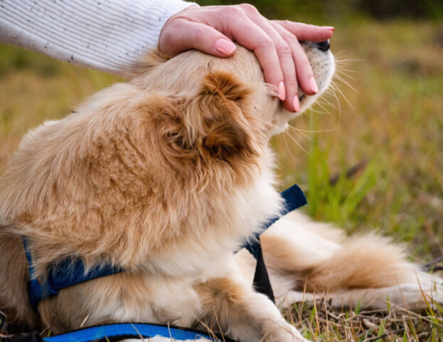 Non solo malattie fisiche, c’è di più: i nostri cani possono fiutare anche lo stress post traumatico