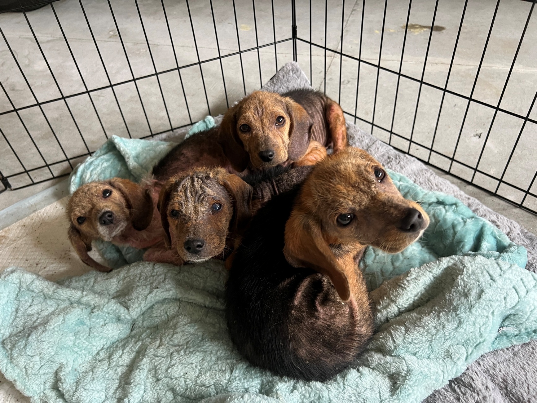 cucciolata di Beagle abbandonata