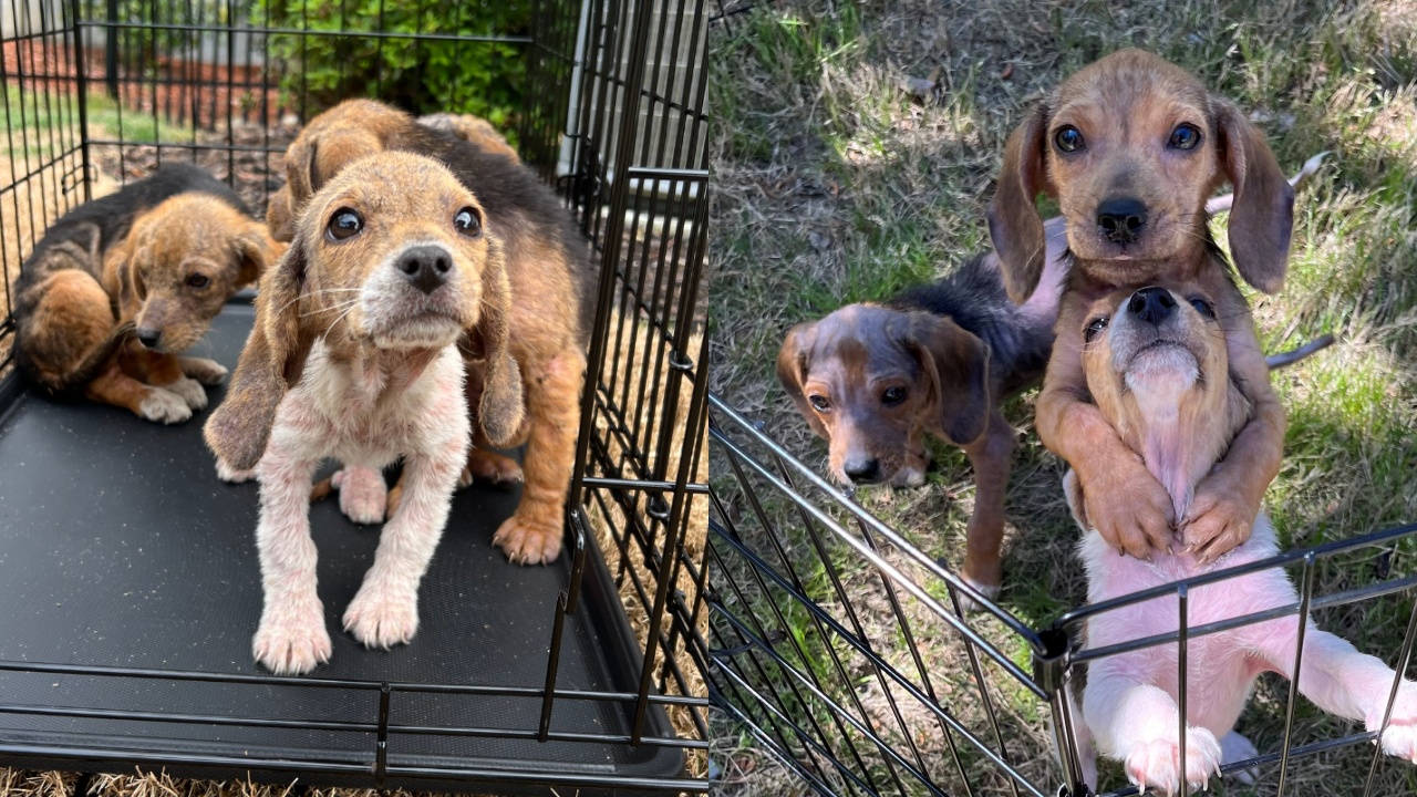 volontari salvano cucciolata di Beagle