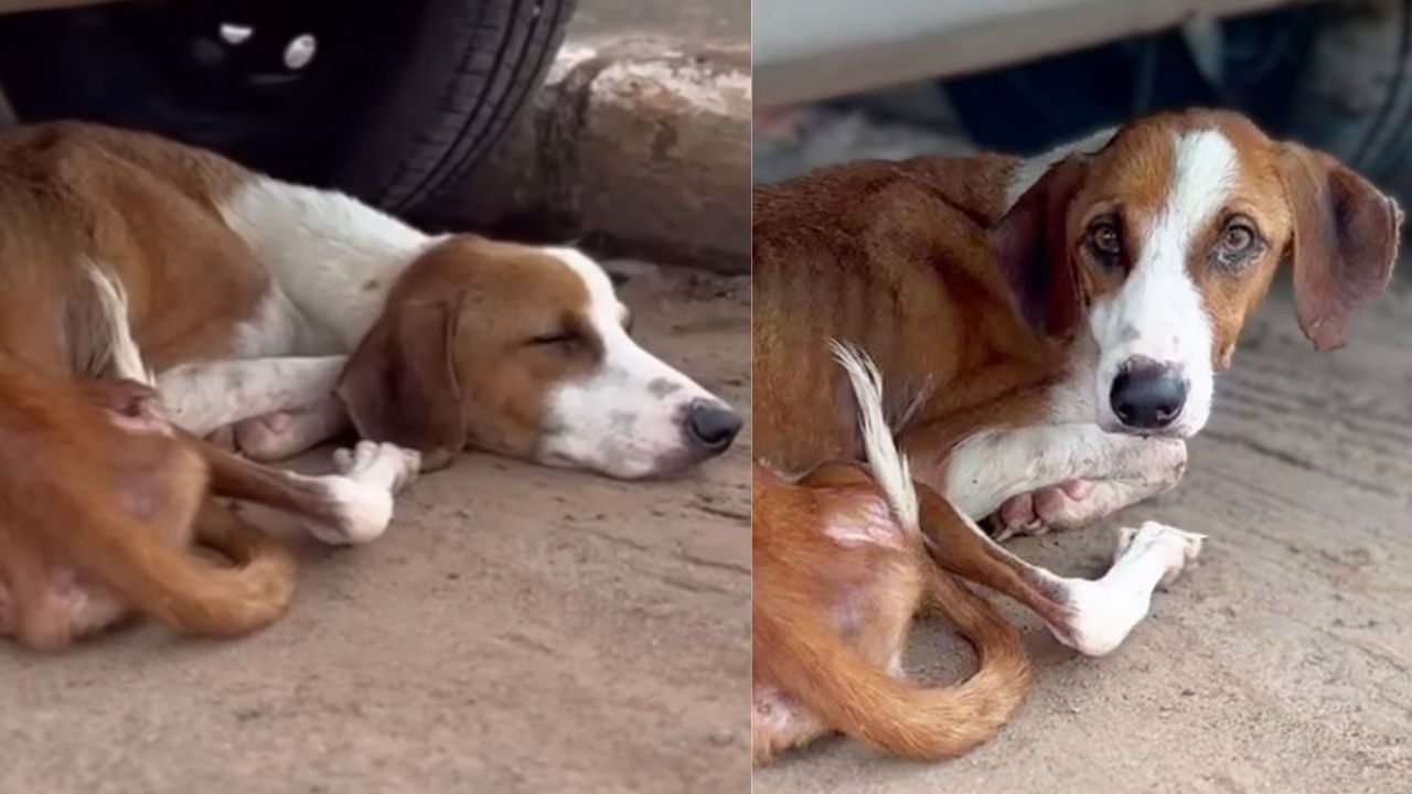 Cagnolina vittima di abbandono si nasconde sotto l'auto