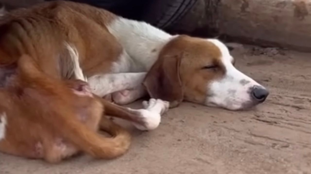 Cagnolina cerca riparo sotto la macchina