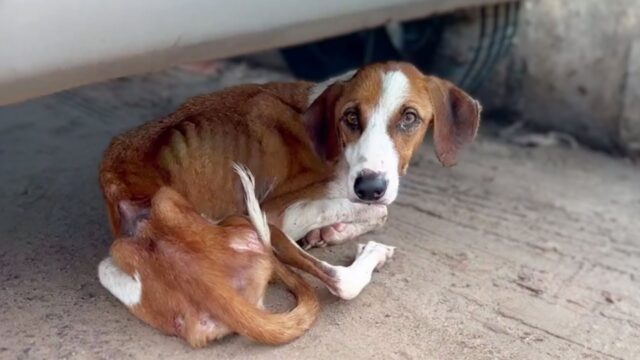 Nonostante fosse a pezzi, la cagnolina aspettava il suo padrone: non sapeva che era già andato via – Video