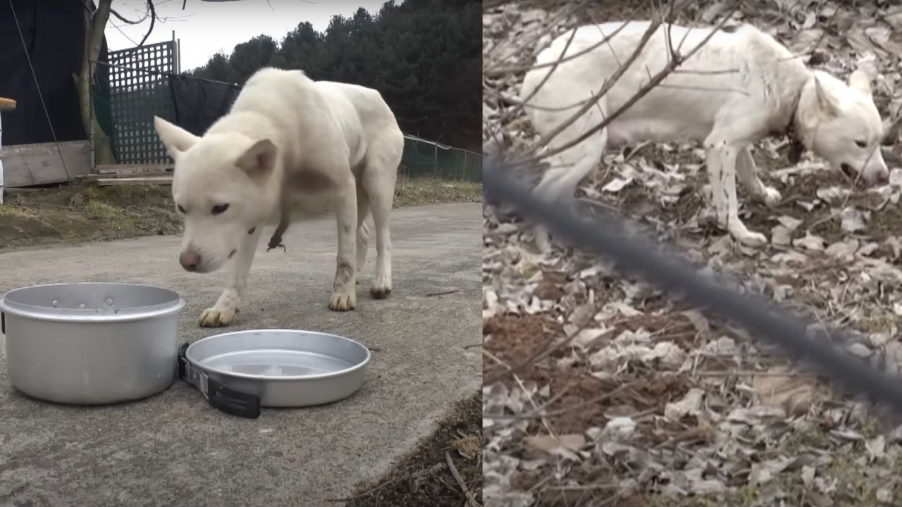 Cagnolina randagia in cerca di provviste