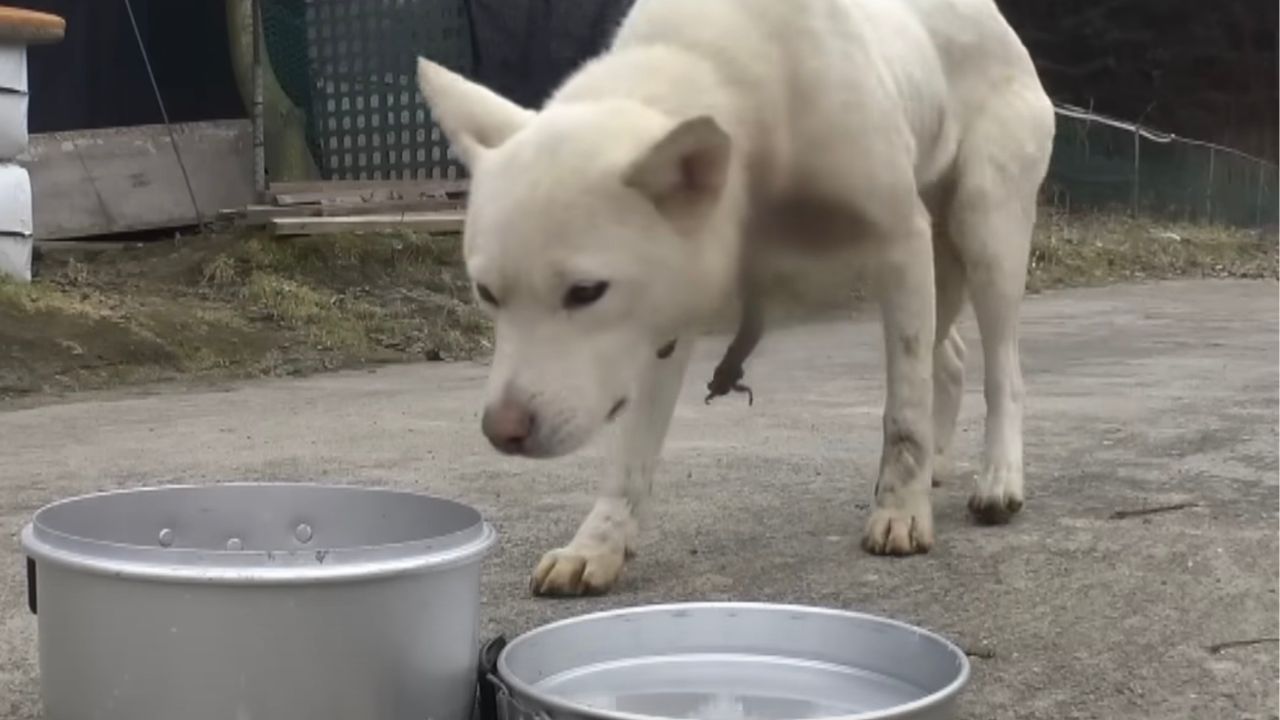 Cagnolina incinta riceve aiuto