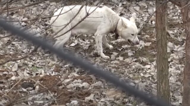 Per via del guinzaglio legato sul collo questa cagnolina incinta non poteva proteggere sé stessa e i suoi cuccioli: era in pericolo – Video