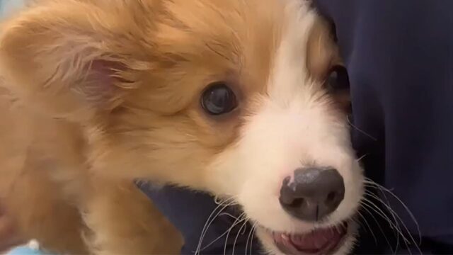 Per via della sua condizione questo cane è stato abbandonato dal suo padrone: non voleva prendersi cura di lui – Video
