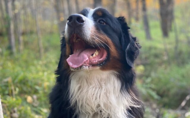 Pur di proteggere il cane da un animale selvatico questo cane ha deciso di usare un “travestimento”