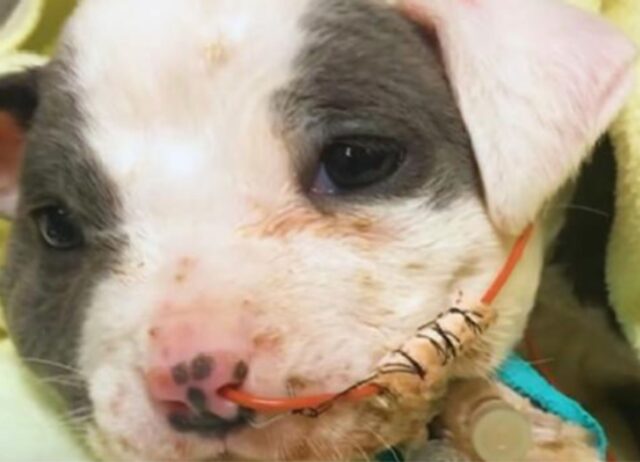 Quando lo hanno trovato era piccolo e gravemente ferito, questo cucciolo di cane si è del tutto trasformato 