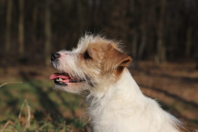 Questa coppia stava vivendo un incubo: il cane era stato rubato da un senzatetto, poi la svolta