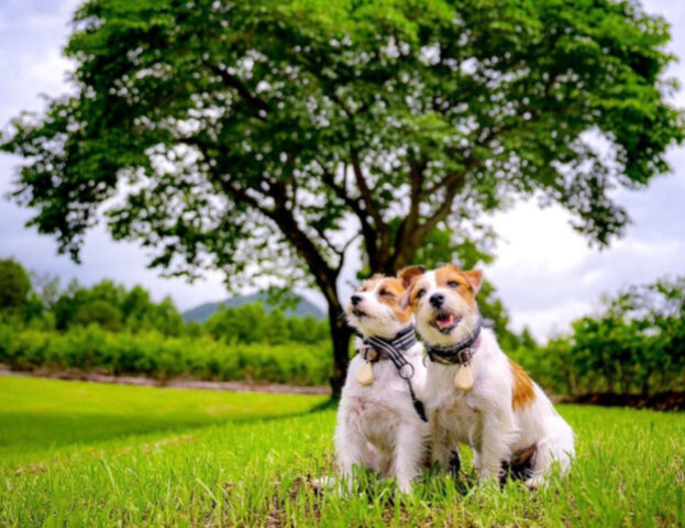 Queste 5 foto vi dimostreranno che tutto ciò che vi serve sono il vostro cane e un bel contatto con la natura