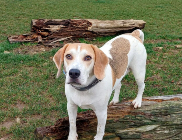 Queste foto di cani felicissimi nella natura vi faranno venire voglia di fare subito una gita insieme a loro