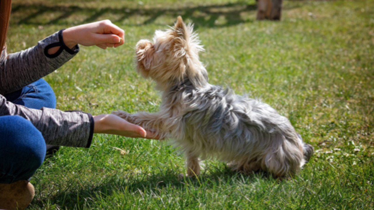 Cane riceve carezze