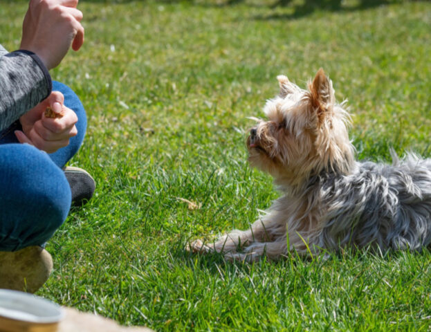 Questo addestratore mostra come i padroni possono confondere i cani quando insegnano loro alcuni comandi