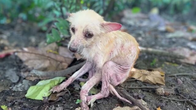 Rinchiusa in una gabbia minuscola che l’ha resa deforme, questa mamma cane ha dato alla luce dei cagnolini ed era sfinita – Video