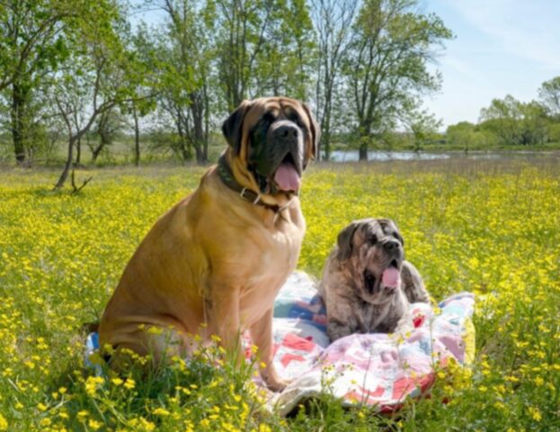 Scampagnata di Pasquetta? Non senza Fido: 5 foto di cani che se la stanno proprio godendo