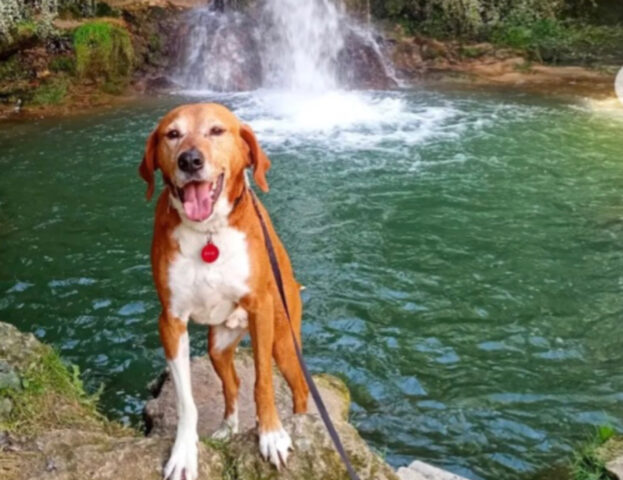 Se li amate, viaggiate con loro: queste foto dimostrano quanto i cani siano felici di stare all’aperto con voi
