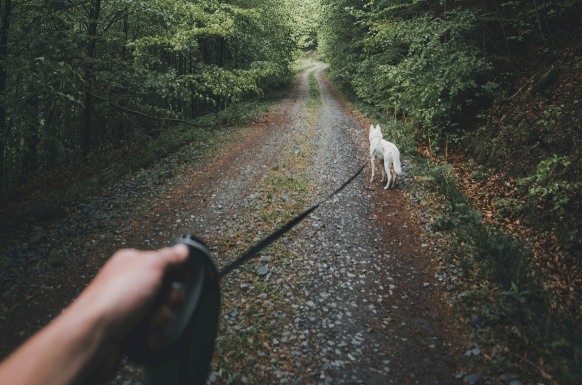 cane in Francia regole