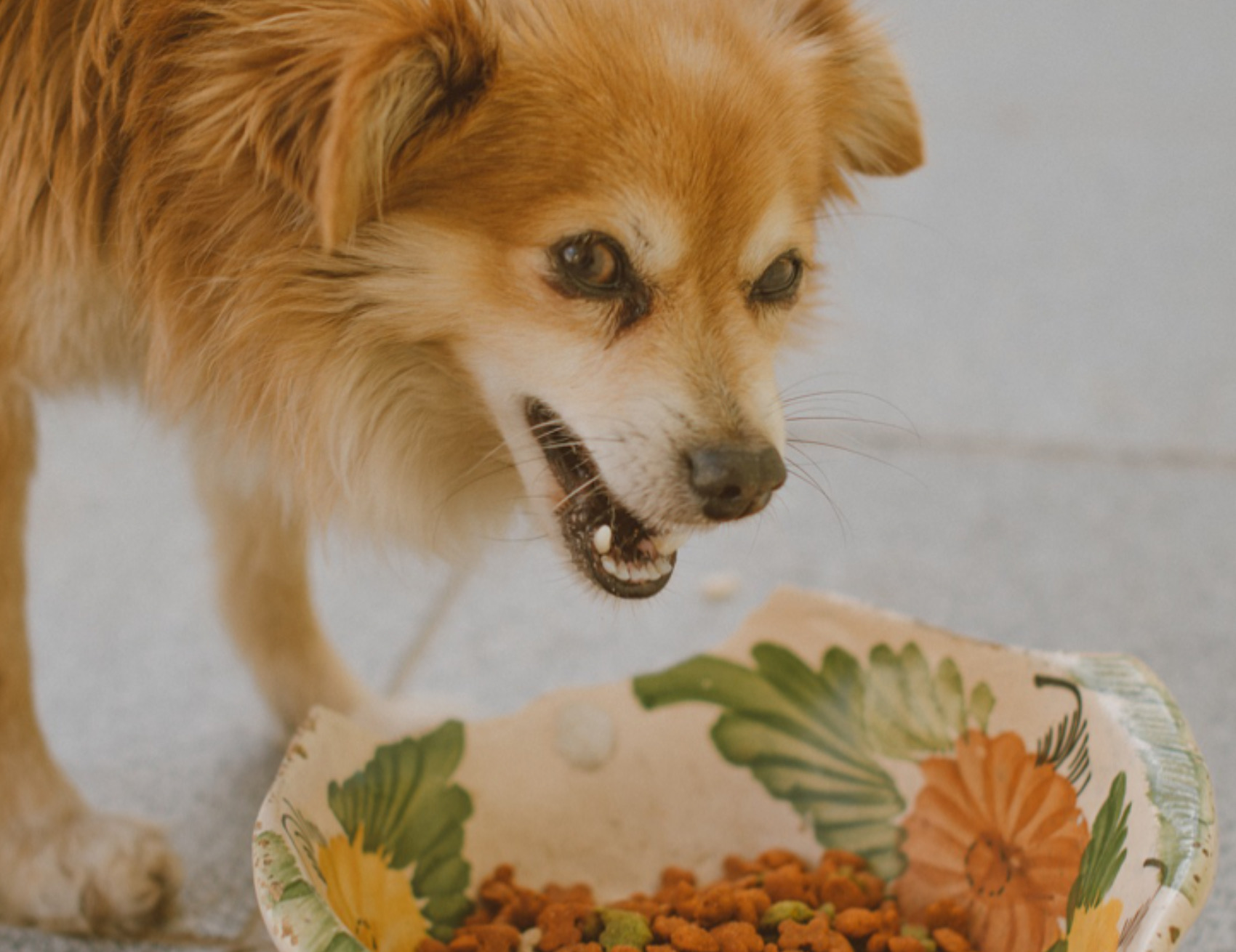 Cane mangia tranquillo