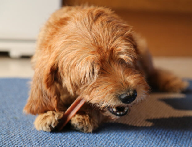 Se vuoi che il tuo cane mangi più lentamente allora devi proprio seguire questi consigli