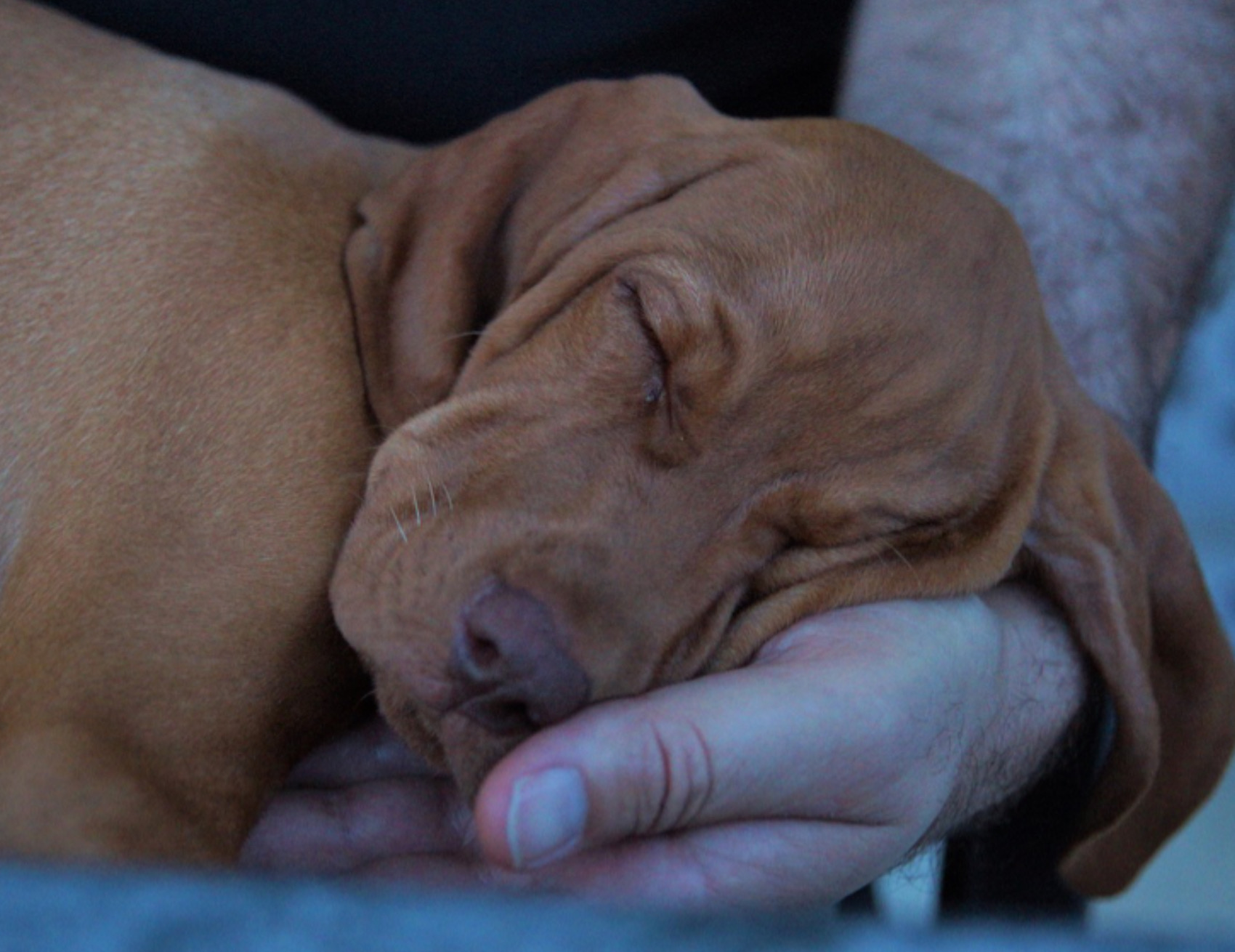 Cane dorme con padrone