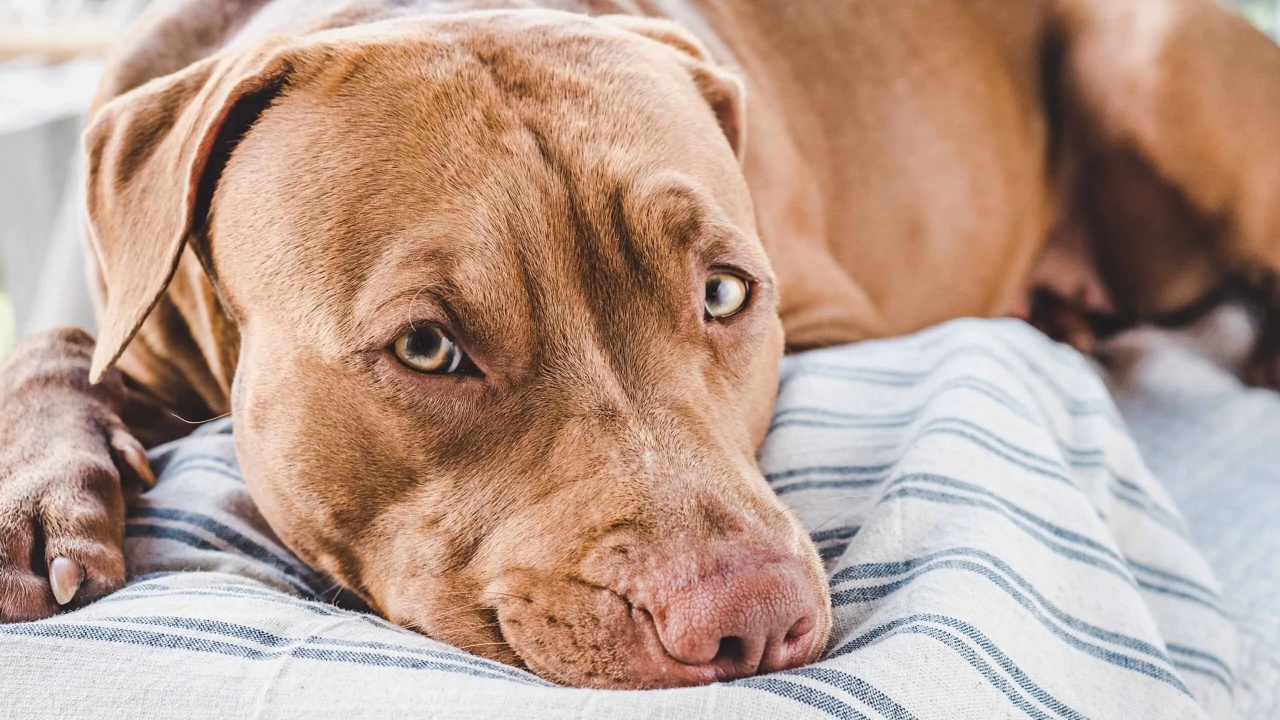 cane salva umana da amore tossico