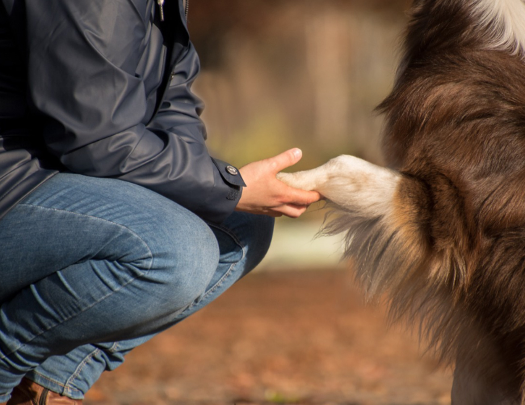 Cane e umano si danno la zampa