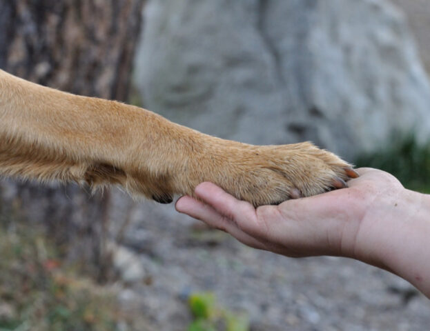 Sì, questo studio dimostra che la fiducia dei cani nei nostri confronti è davvero cieca