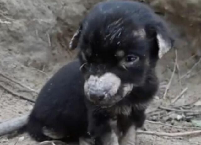 Sono tornati indietro quando hanno capito che il povero cucciolo di cane non ce l’avrebbe mai fatta da solo