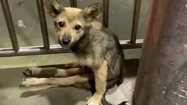 Stava nell’angolo e non si muoveva: si sono accorti del cane paralizzato e hanno subito deciso di salvarlo – Video