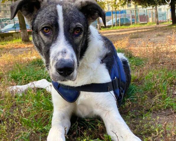 Trovato a Catanzaro con lo spago nell’intestino: anche se lo hanno portato in salvo, nessuno vuole questo cane