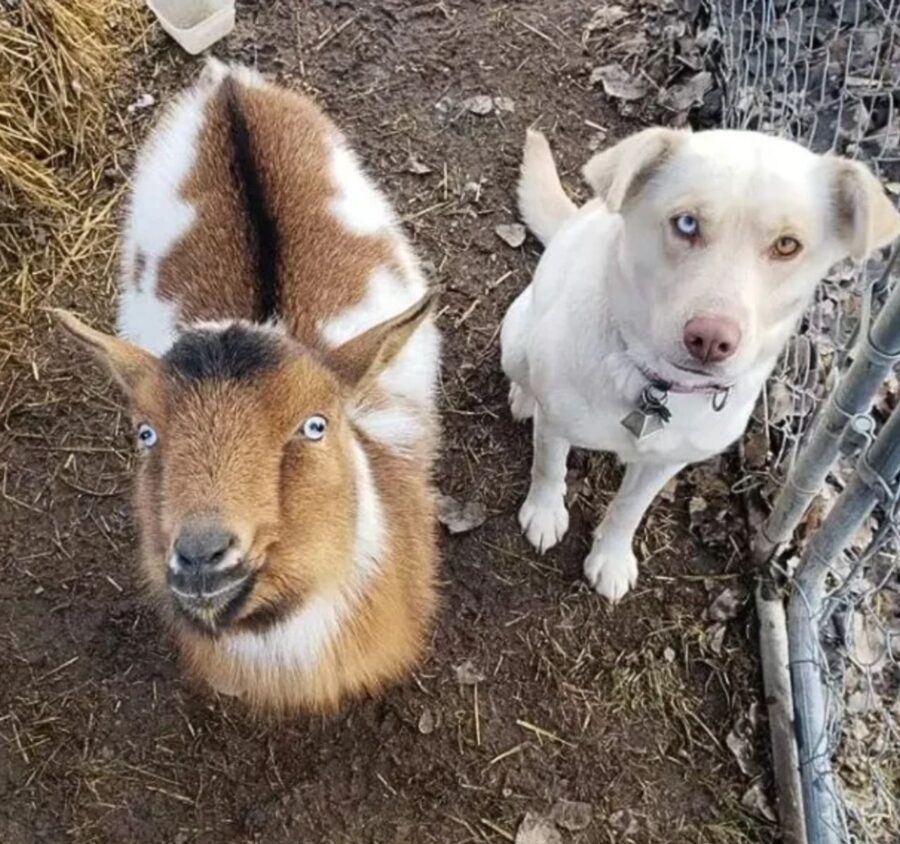 cane e capra