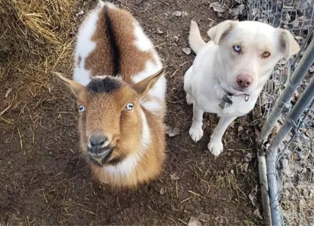 Un uomo resta sorpreso quando vede correre il suo cane scomparso verso di lui con due nuovissimi amici