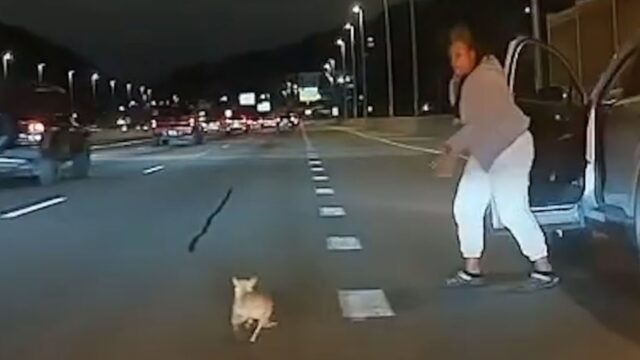 Una spaventosa disavventura: la fuga di questo Chihuahua poteva davvero concludersi nel peggiore dei modi – Video