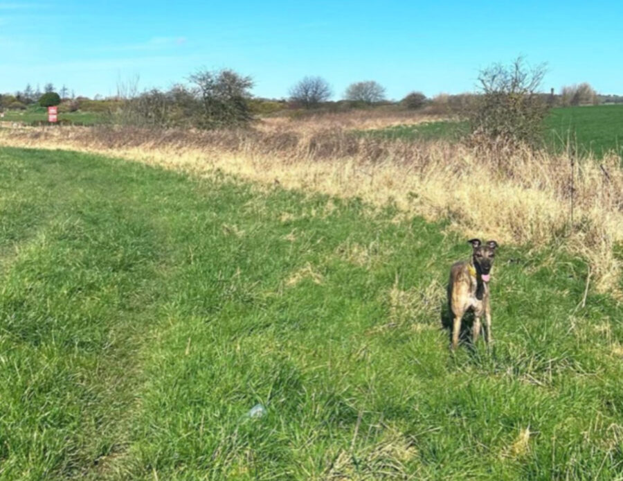 Veloci, velocissimi: 5 foto di Greyhound che vi faranno solo intuire quanto riescono a correre