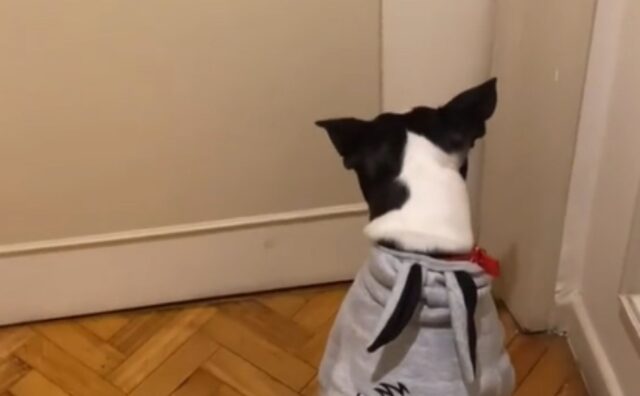 Il Boston Terrier non riesce più a contenere la gioia quando capisce che sta andando a trovare i suoi nonni (VIDEO)