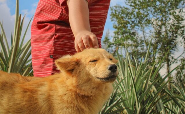 Accarezzare il proprio cane: cosa pensa davvero Fido quando lo facciamo?