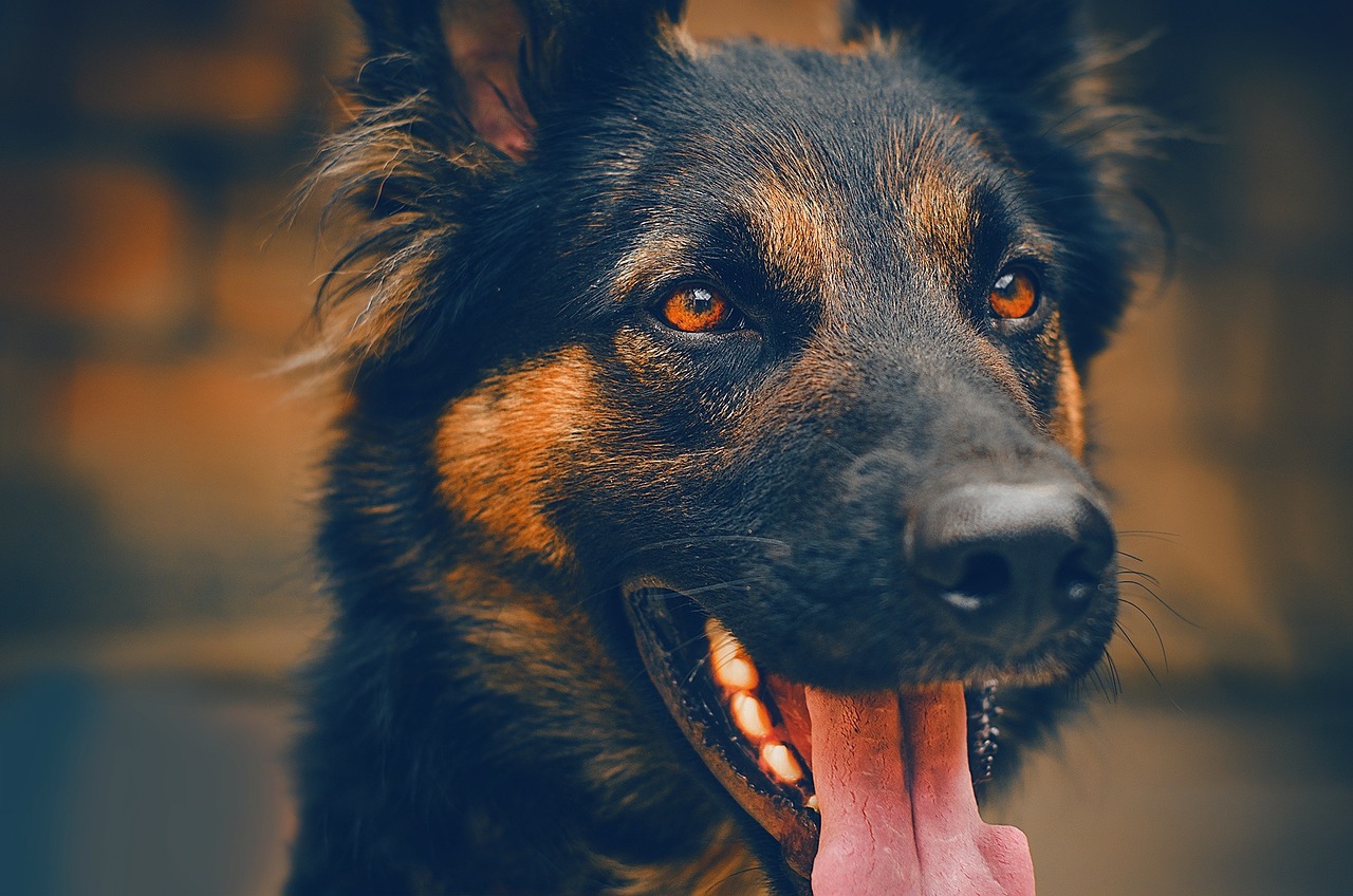 Aggressione di un cane