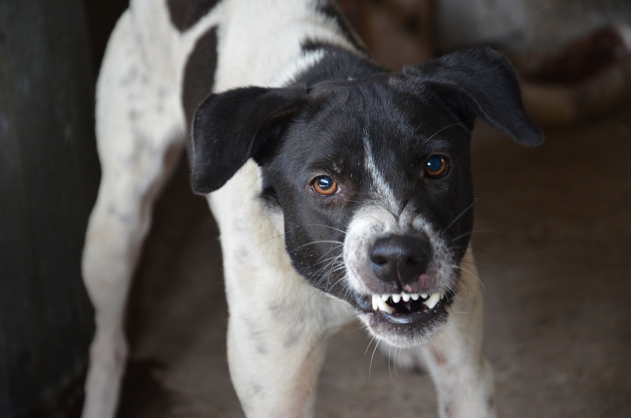 Cane digrigna i denti